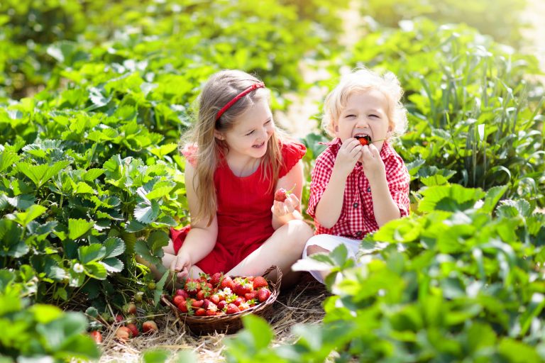 Kids picking strawberry on fruit farm field on sunny summer day. Children pick fresh ripe organic strawberry in white basket on pick your own berry plantation. Boy and girl eating strawberries.