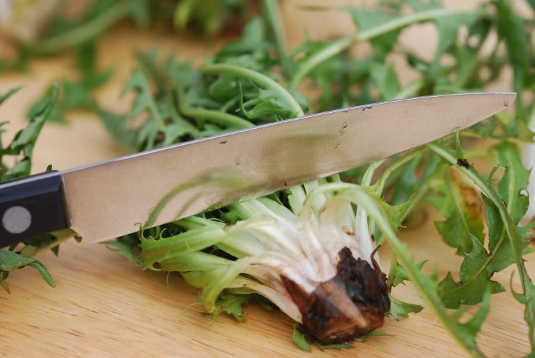 Zubereitung Löwenzahnsalat (Taraxacum)Heilpflanze