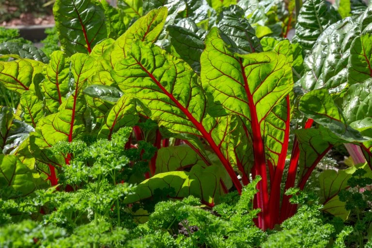 Beet leaves in sunlight. Fresh and healthy vegetable garden.