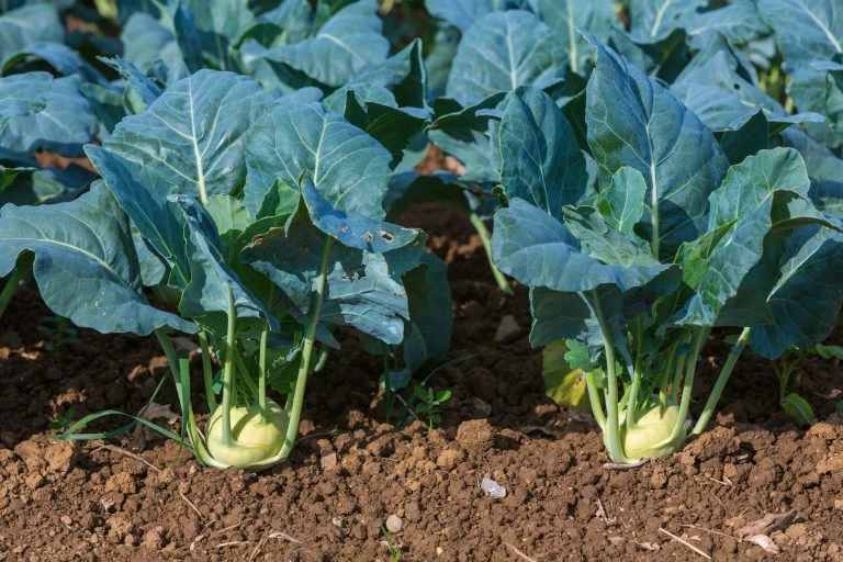 Kohlrabi erntereif auf dem Feld